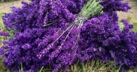 Hương Lavender( Hoa oải hương)